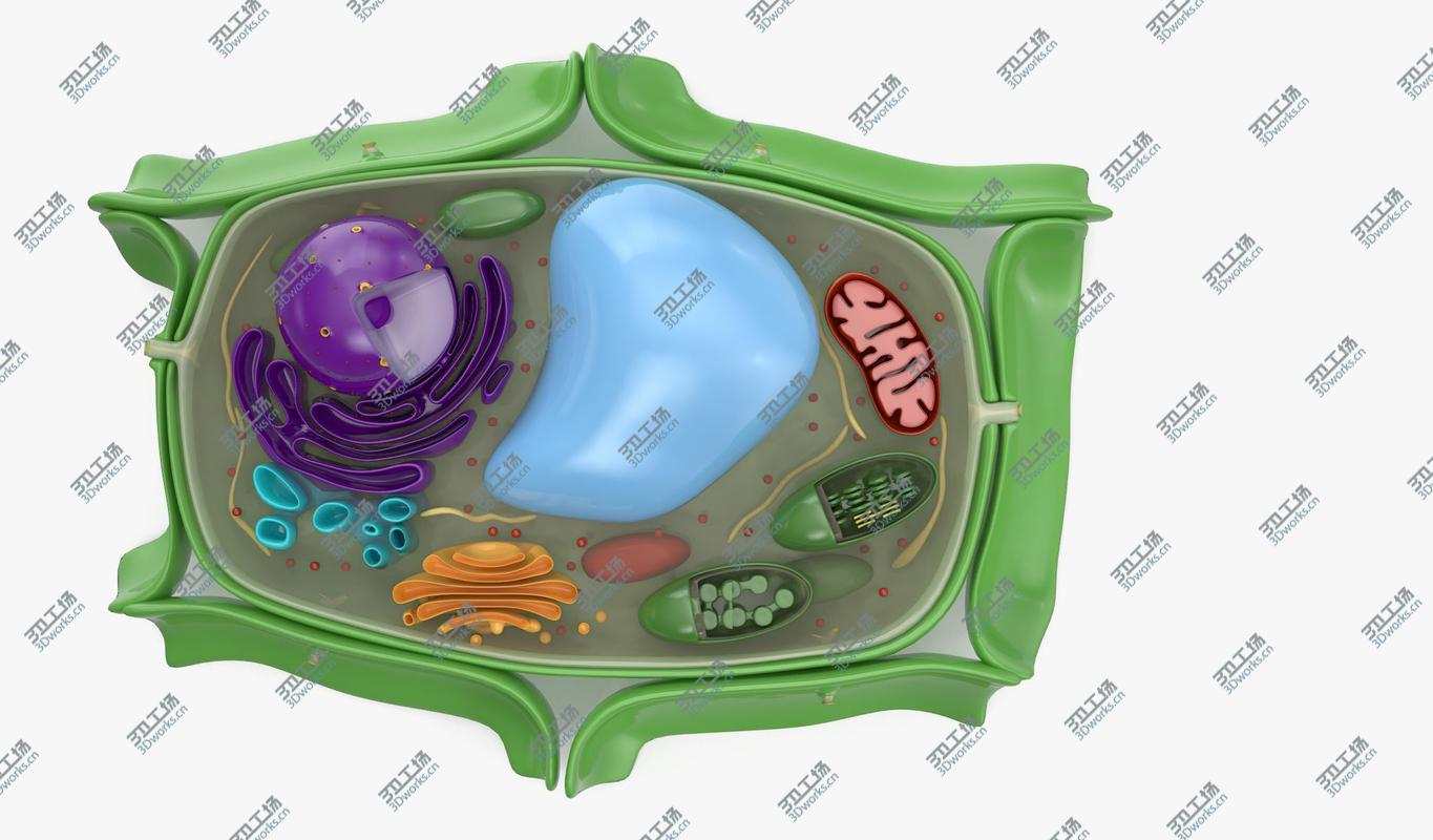 images/goods_img/2021040231/Plant Cell model/5.jpg